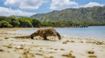 Polisi Bongkar Jaringan Internasional Penyelundupan Komodo ke Thailand, 2 Pelaku Ditangkap di Flores